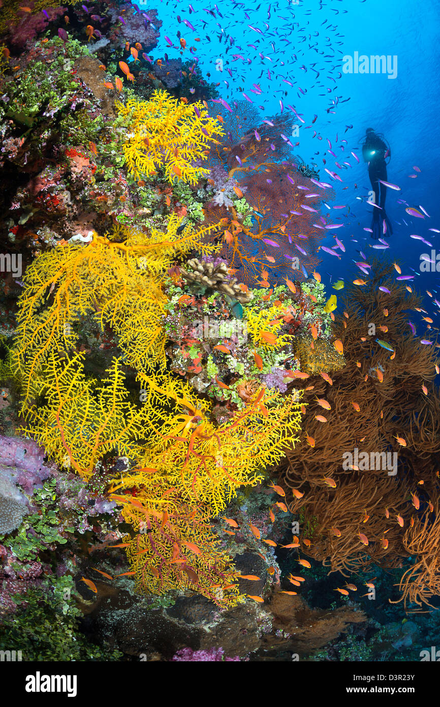 Diver (MR) y una escena de arrecifes de Fiji con diversas formas de coral blando y escolaridad anthias. Foto de stock