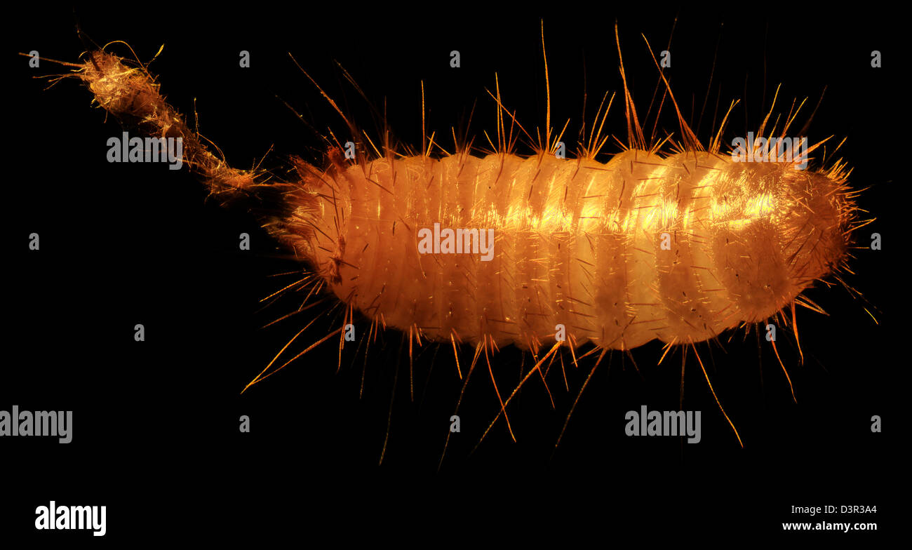 Caterpillar polilla grano bajo el microscopio (Tineola granella L  Fotografía de stock - Alamy