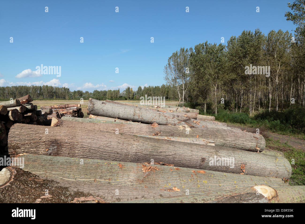 Industria maderera, montón de cortar madera con bosque en segundo plano. Foto de stock