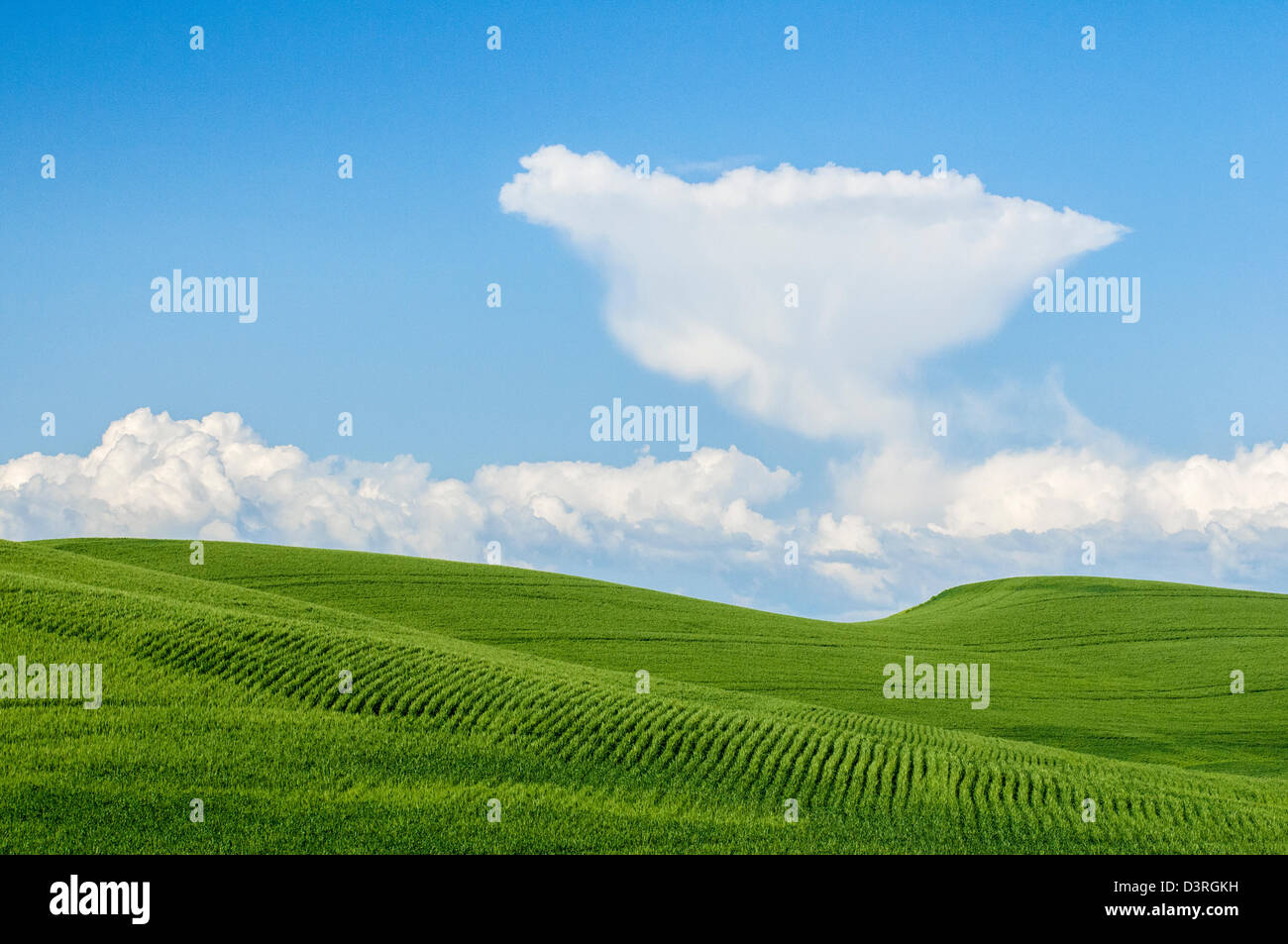 Campo de trigo verde y cumulous nubes en el cielo azul; Palouse, Washington. Foto de stock