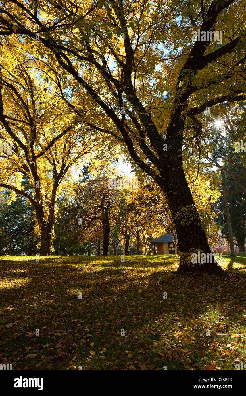 Colores de otoño en el parque. Telopea Park, Kingston, Canberra, Australian Capital Territory (ACT), Australia Foto de stock