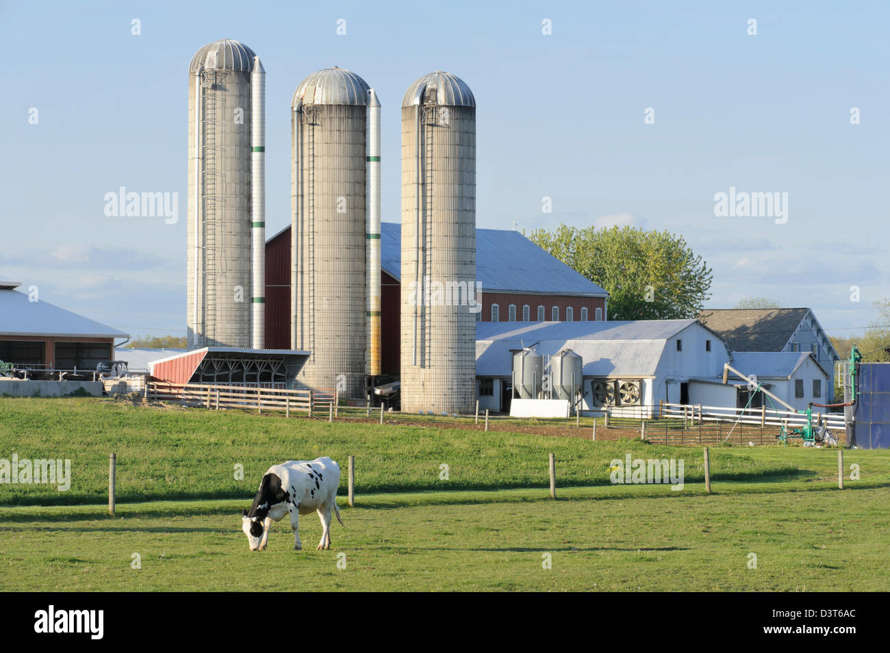 Granja lechera con vacas Holstein en pastos y tres silos en luz del atardecer, Pennsylvania país paisaje, PA, USA. Foto de stock