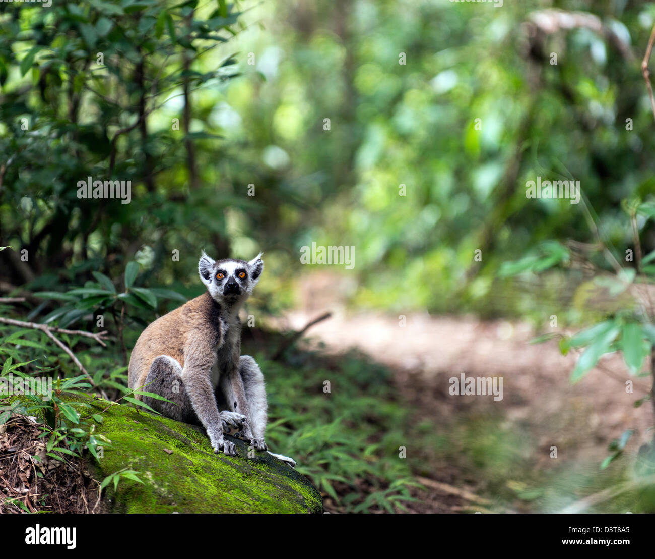 Los lemures de cola de anillo (Lemur catta) sobre el terreno el Parque Nacional Isalo Madagascar Foto de stock