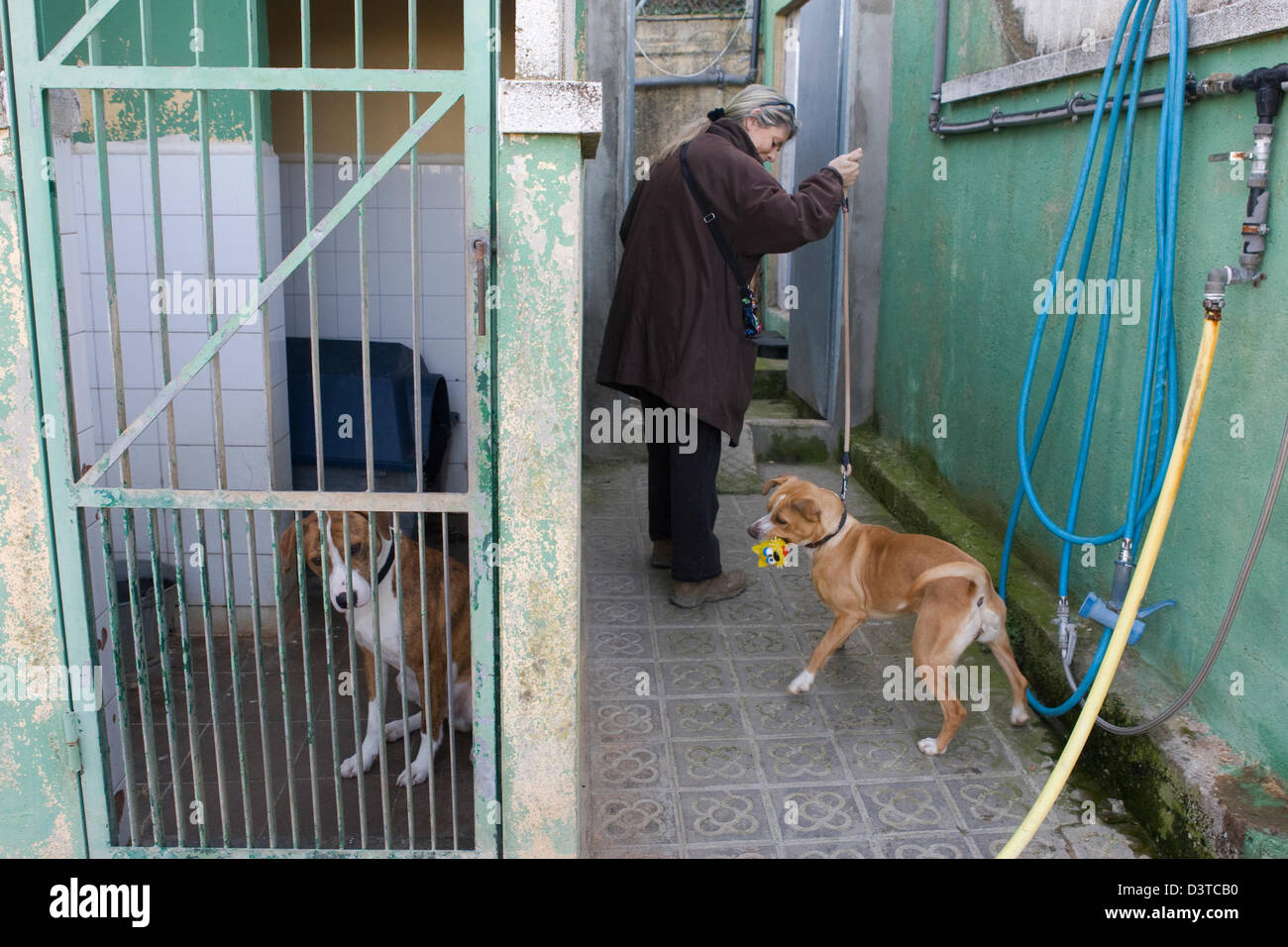 Barcelona, España, el refugio de animales, un voluntario ayudando con los perros Foto de stock