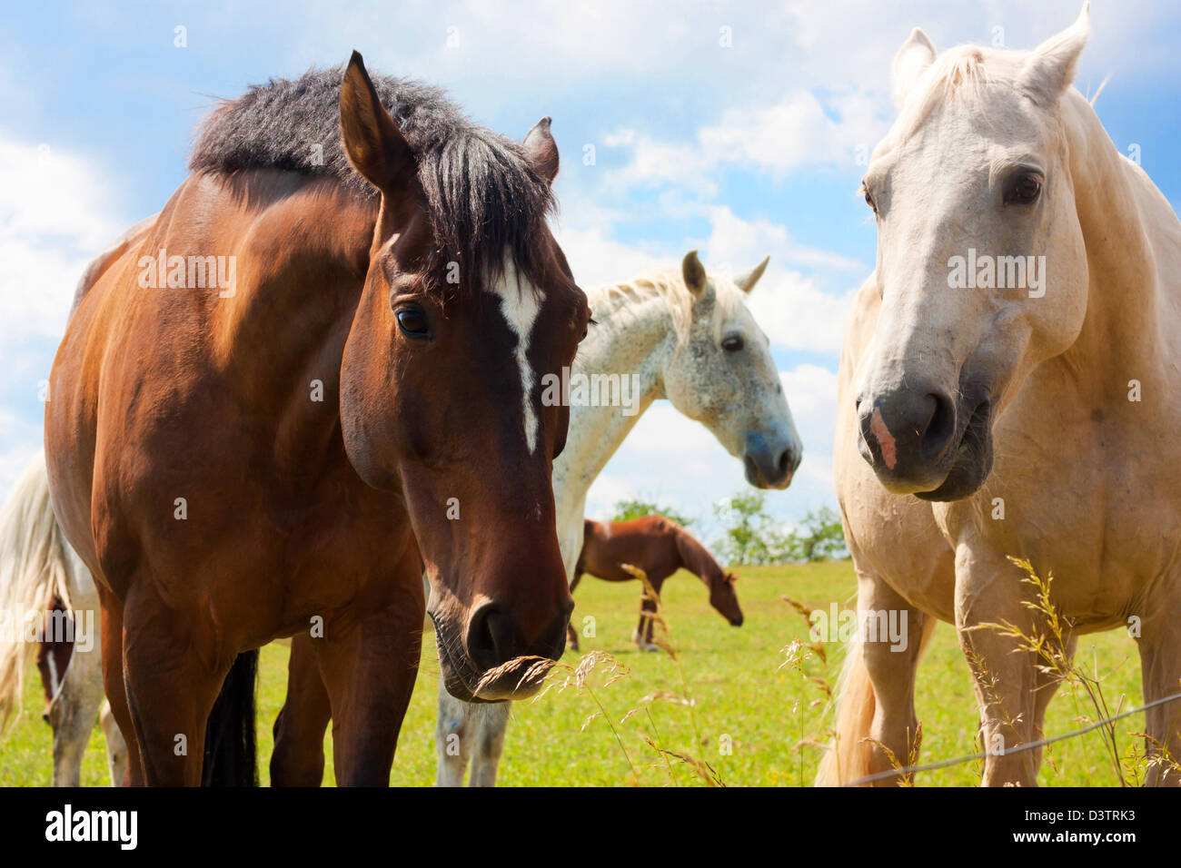 Algunos caballos blancos y marrones sobre cielo azul Foto de stock