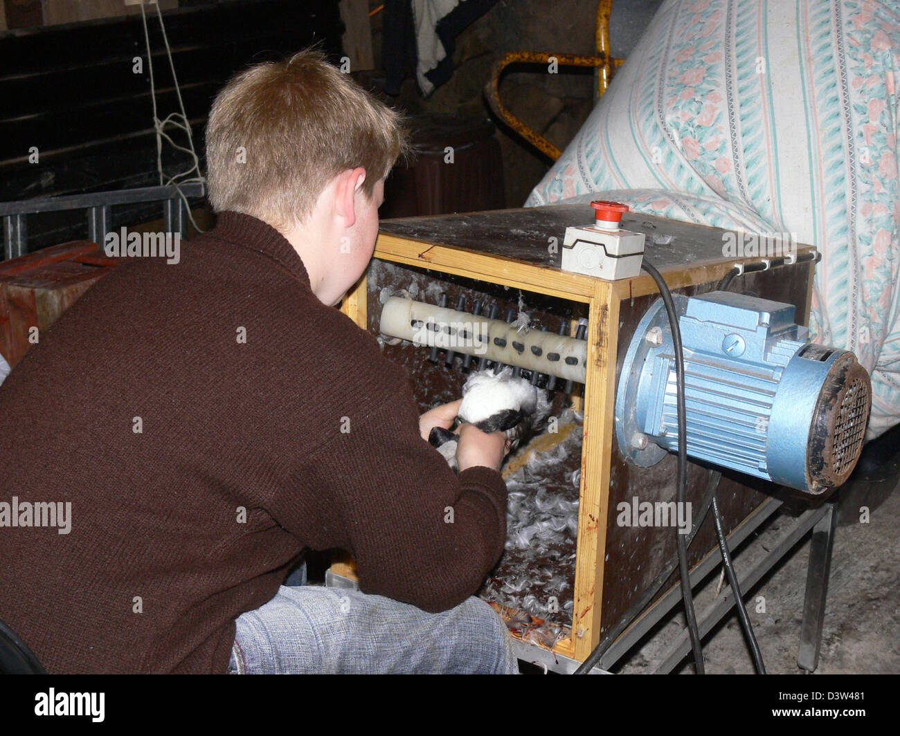 Un hombre opera un frailecillo Atlántico picaje máquina en Mykines en las Islas Feroe, Dinamarca, el 1 de agosto de 2006. La máquina se funde las plumas del Atlántico puffin directamente en una colcha de entramado. Foto: Hinrich Baesemann Foto de stock