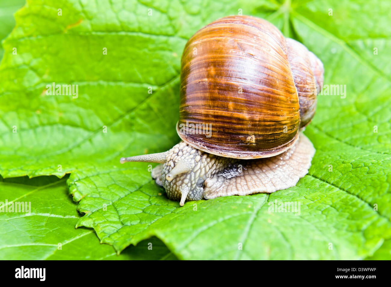 Las grandes hojas de parra verde que comen caracoles Fotografía de stock Alamy