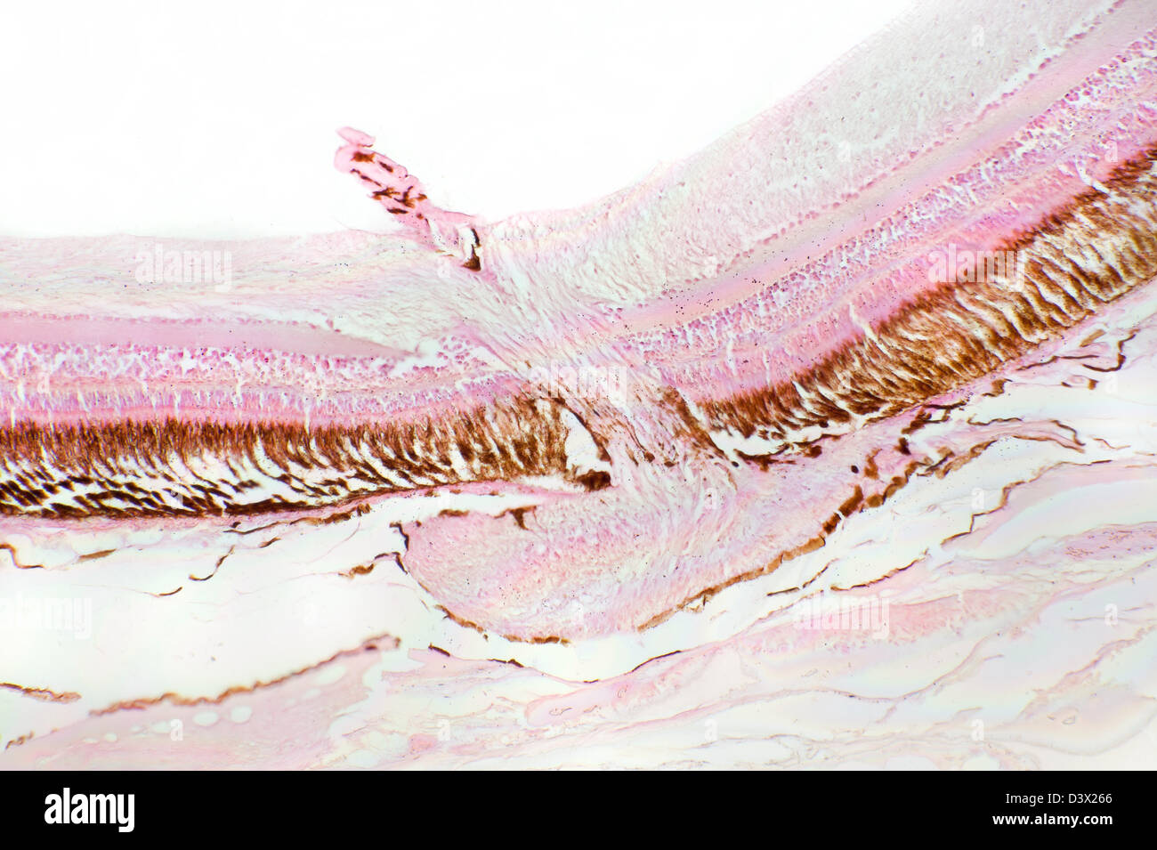 Microfotografía de campo brillante de la trucha arco iris, retina y nervio óptico, Salmo gardneri Foto de stock