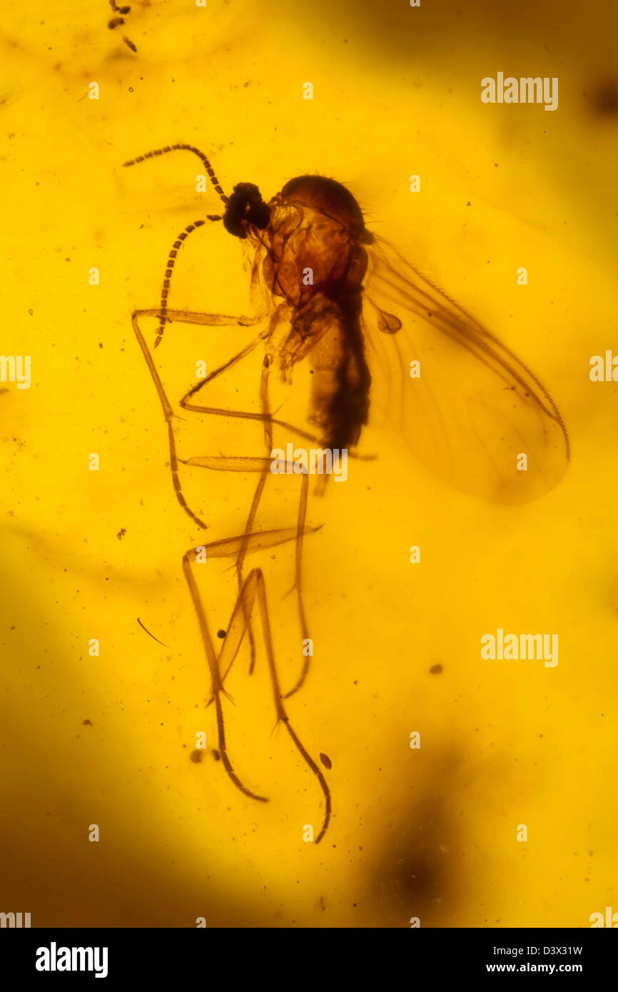 Ámbar dominicano con insectos cautivo, visión macro de insectos congelada en el tiempo Foto de stock
