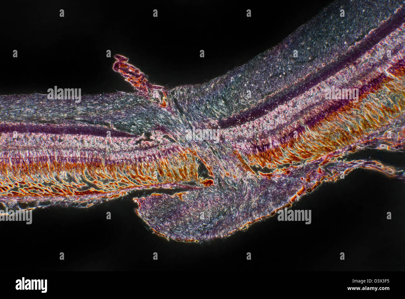 Microfotografía de campo oscuro, trucha arco iris retina y nervio óptico, Salmo gardneri Foto de stock