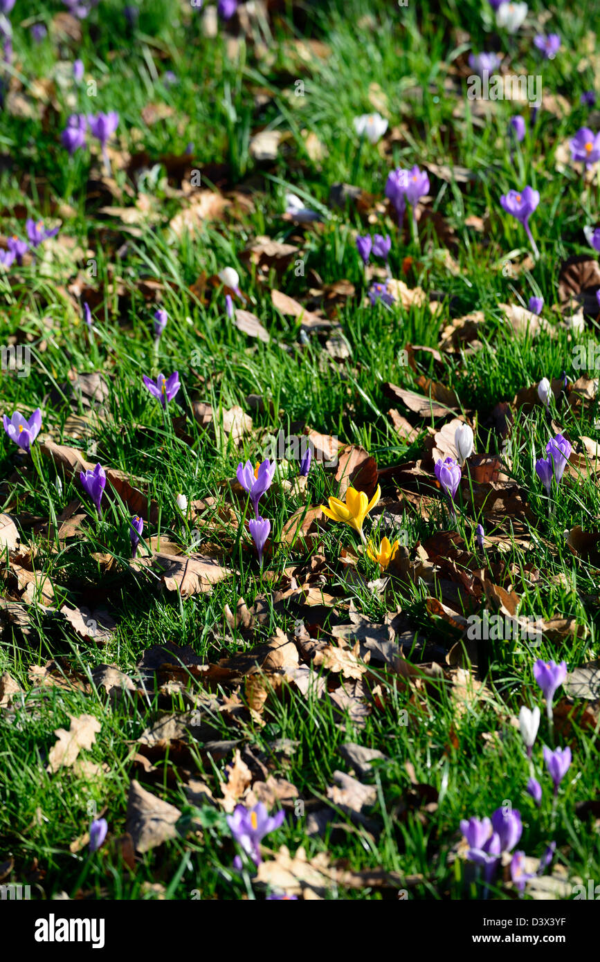 Púrpura Blanco crocus flores flores florecen en verde hierba crecer alfombra creciente Foto de stock