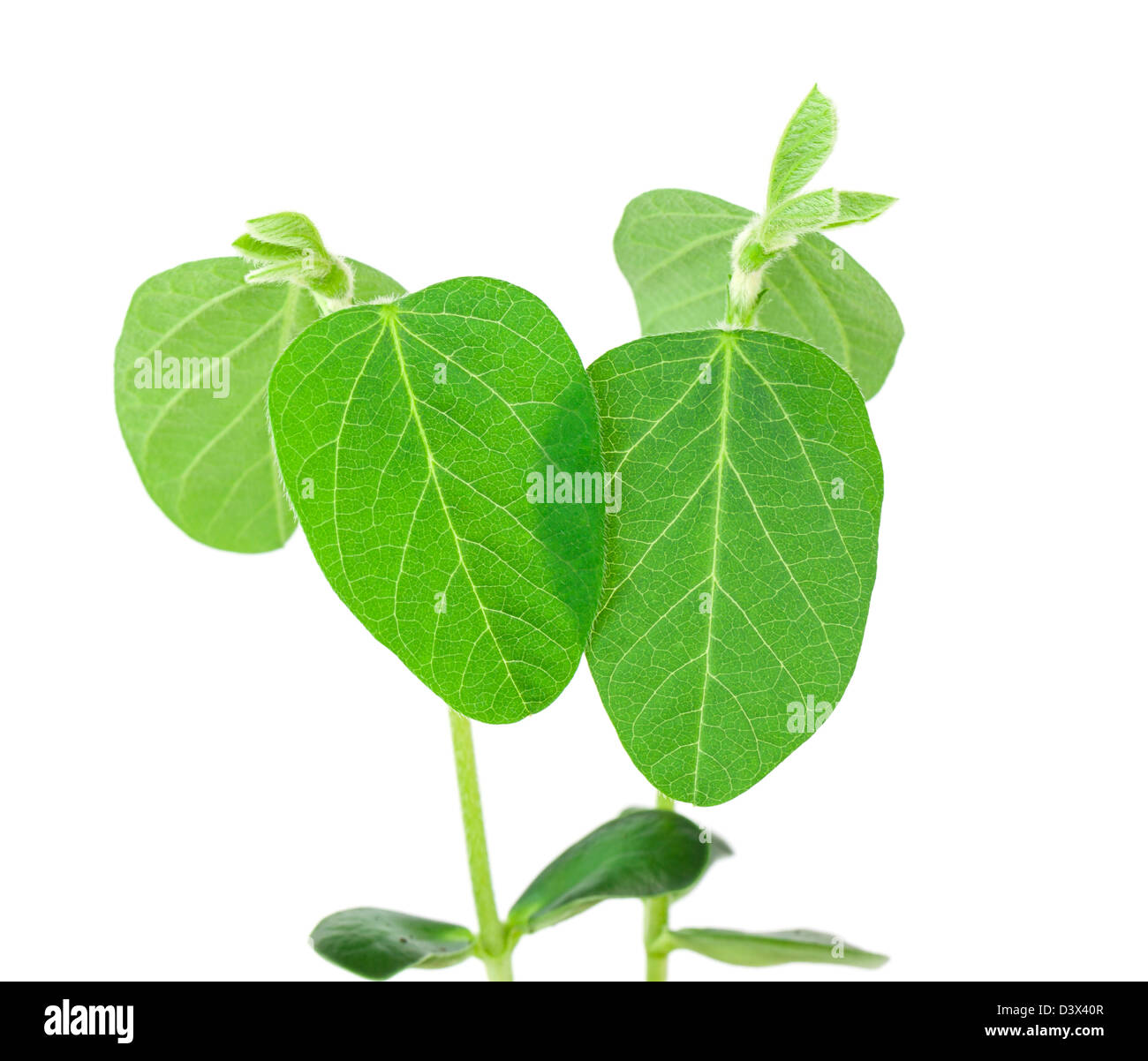 Plant Imágenes Recortadas De Stock Alamy