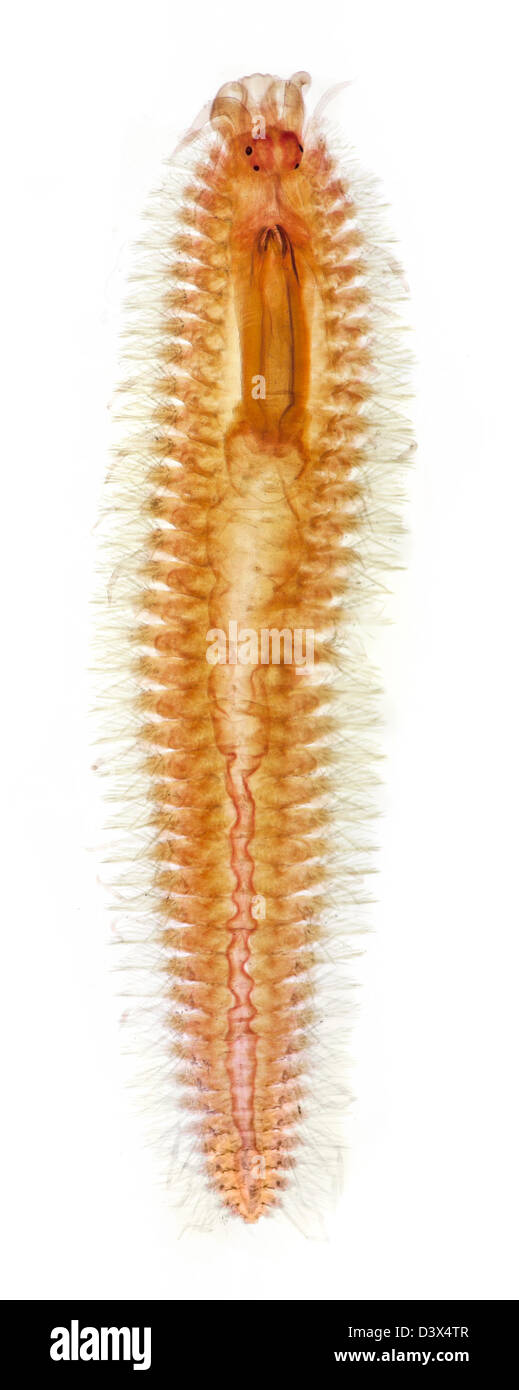 Microfotografía Brightfield, gusano marino Poliqueto Polynoe propinqua Foto de stock