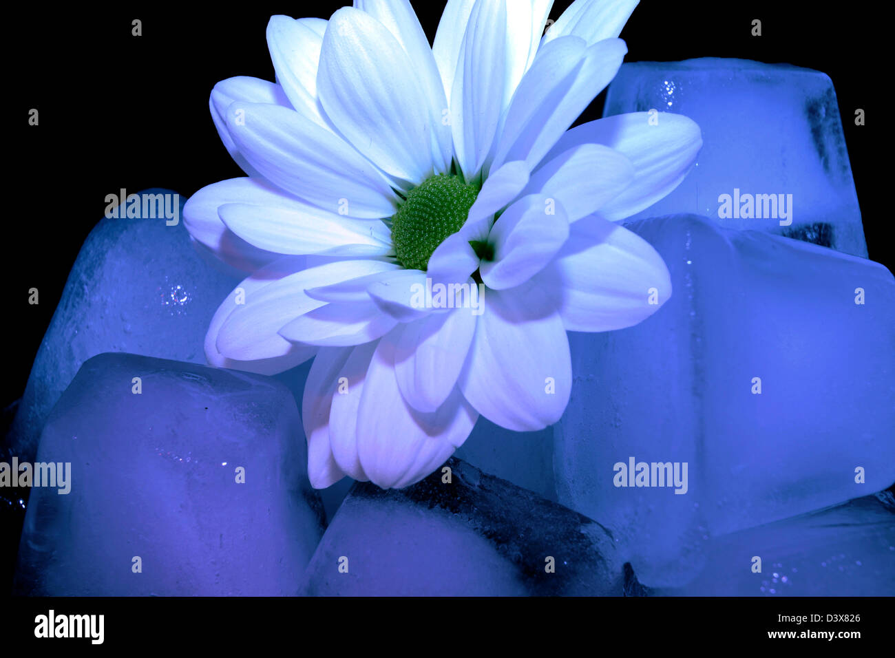 flor del cubo de hielo Foto de stock
