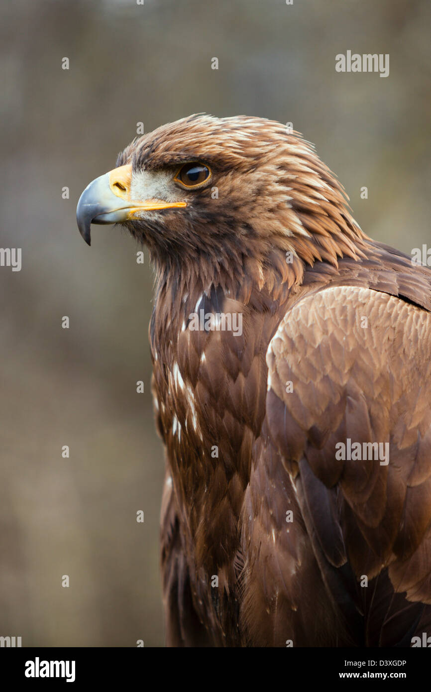águila de oro fotografías e imágenes de alta resolución - Alamy