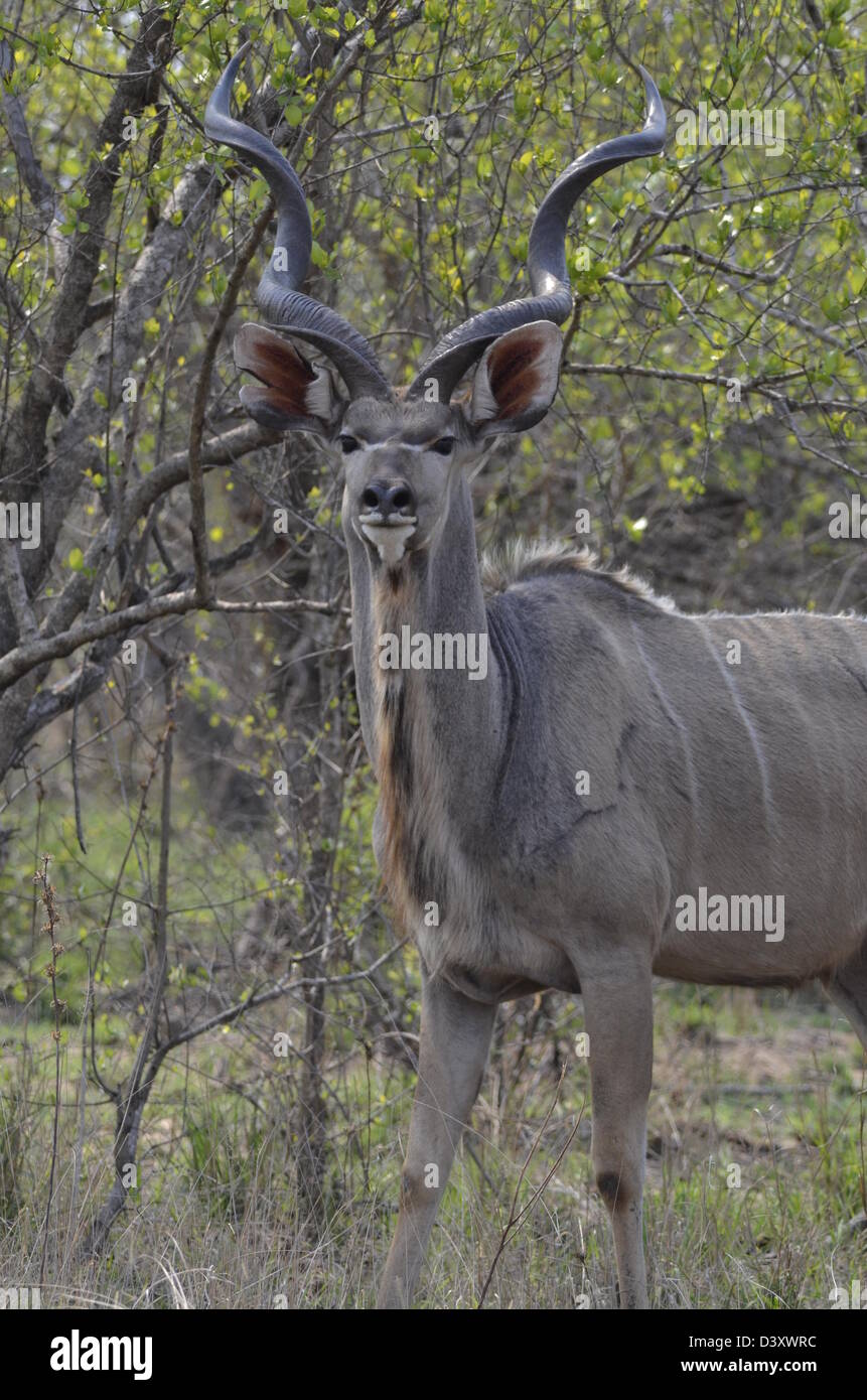 Fotos de África, Kudu Bull frente a cámara Foto de stock