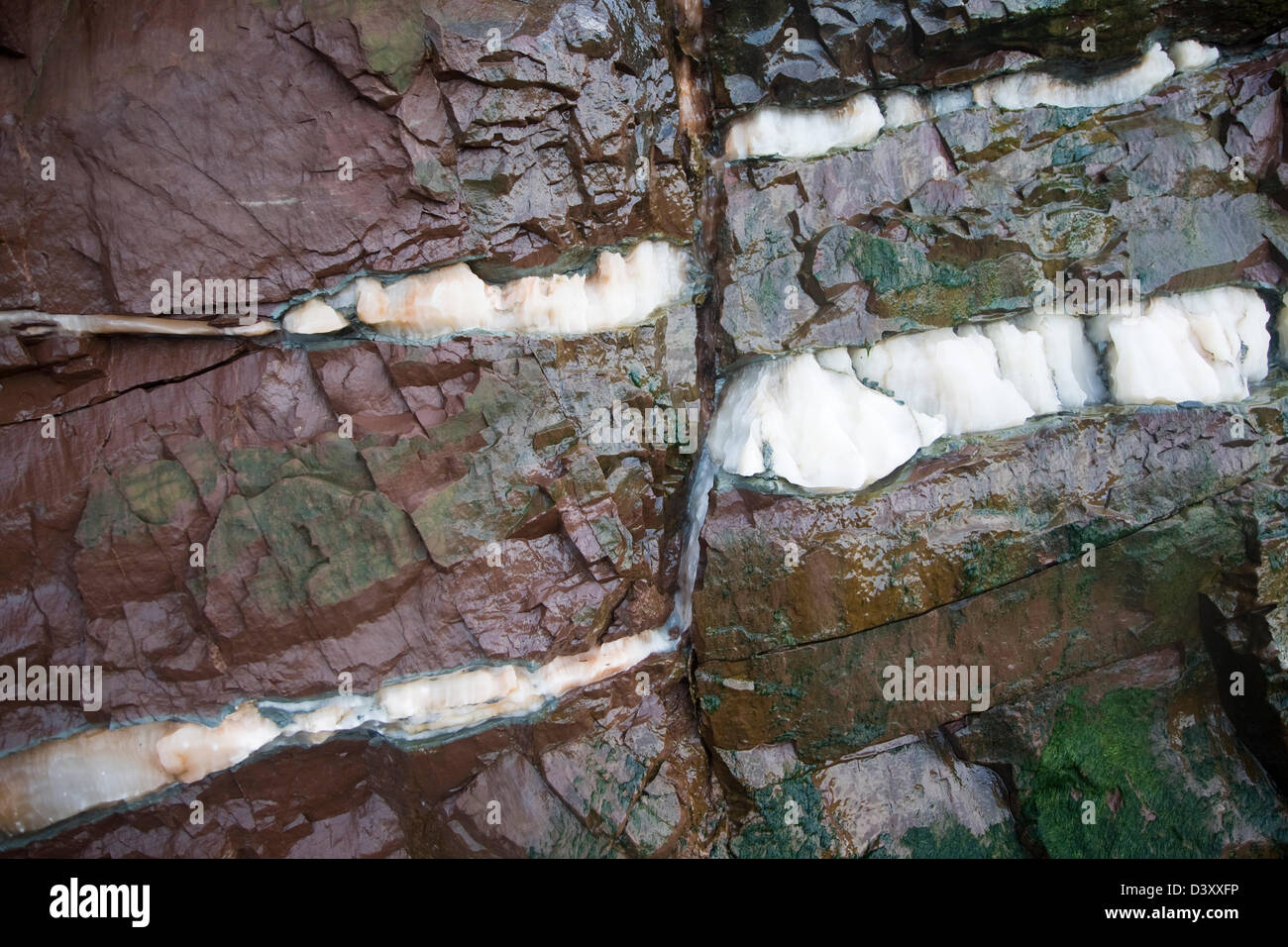El fallamiento con vetas de yeso en menor Lia rocas Watchet, Somerset, Inglaterra Foto de stock