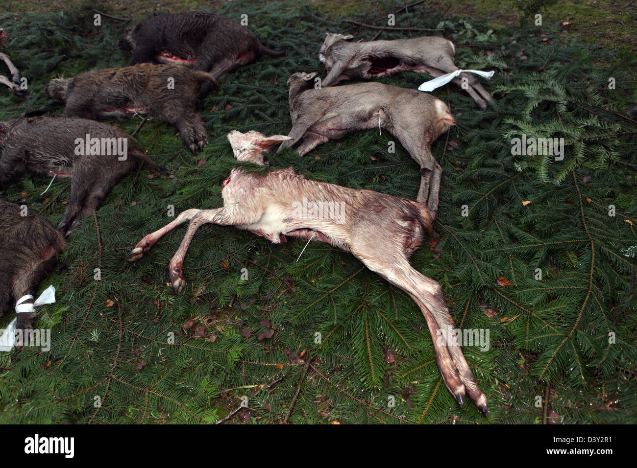 Lehnitz, Alemania, los animales de caza silvestres sacrificados en el suelo Foto de stock
