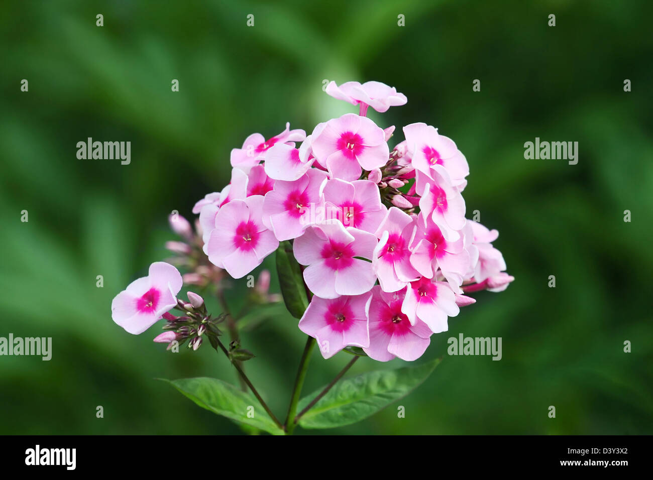 Phlox rosa flores en el jardín verde Foto de stock