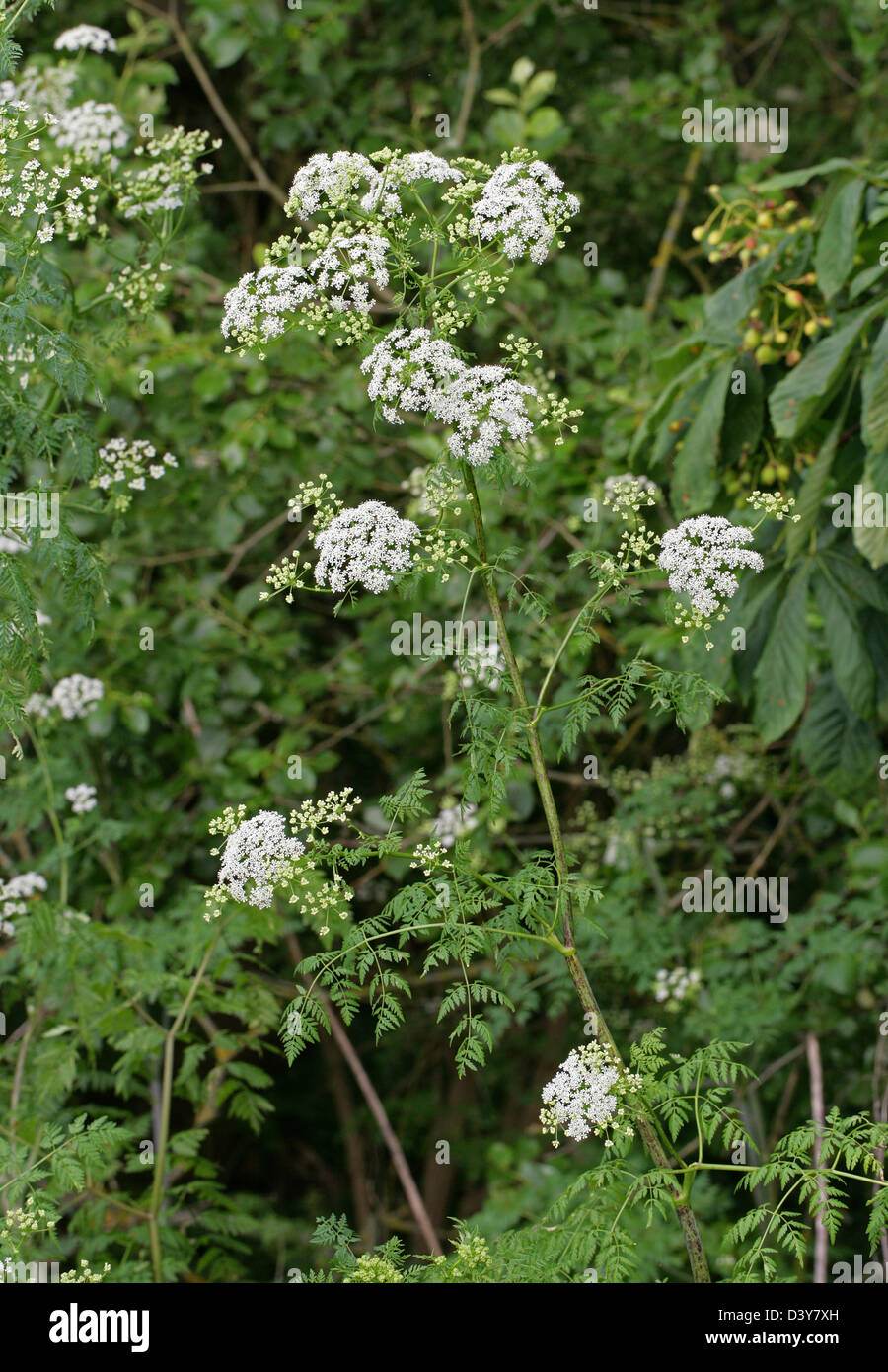 Veneno, cicuta Conium maculatum, Apiaceae. Foto de stock