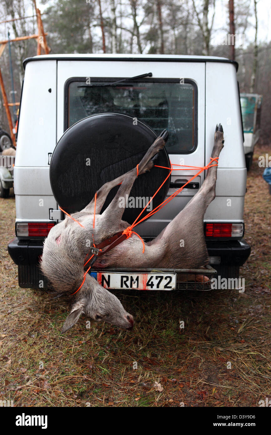 Lehnitz, Alemania, lugar matar ciervos está atado a la parte trasera de un coche Foto de stock