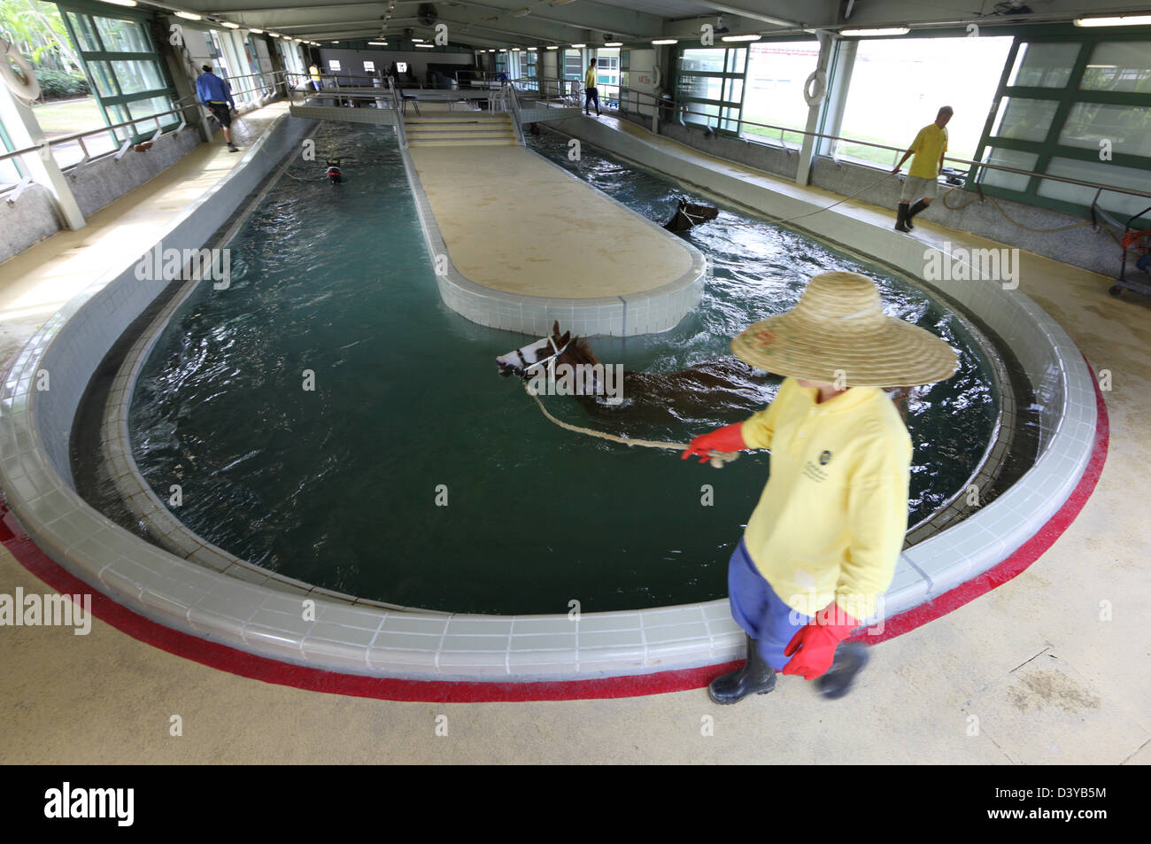 Hong Kong, China, caballos en el aqua terapia Foto de stock