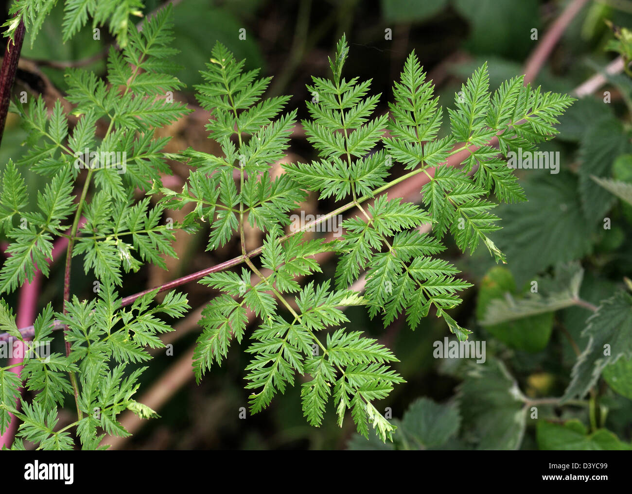Poison Hemlock Leaf, Conium maculatum, Apiaceae. Foto de stock