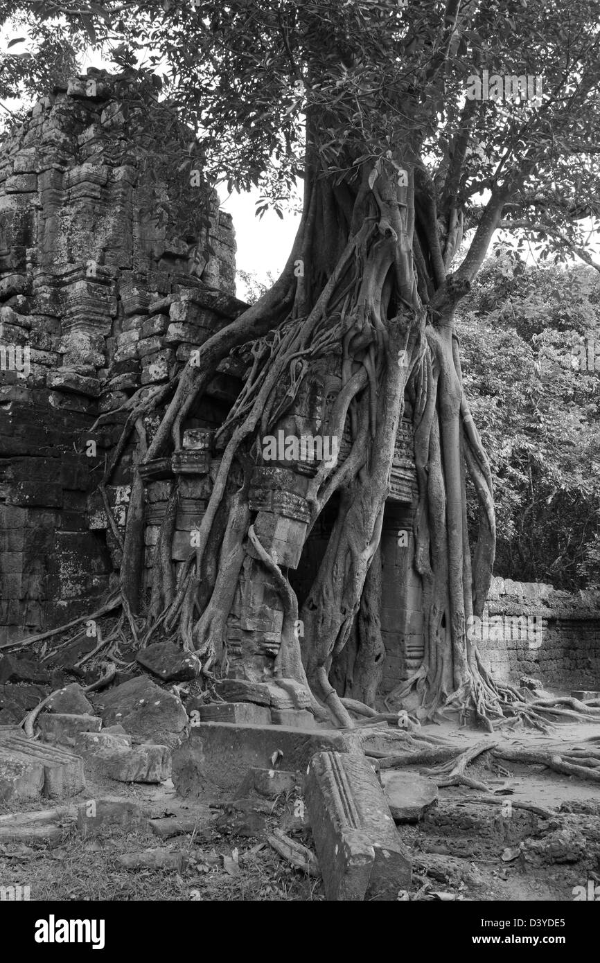 Ta Som templo, Templos de Angkor Wat, Camboya Foto de stock
