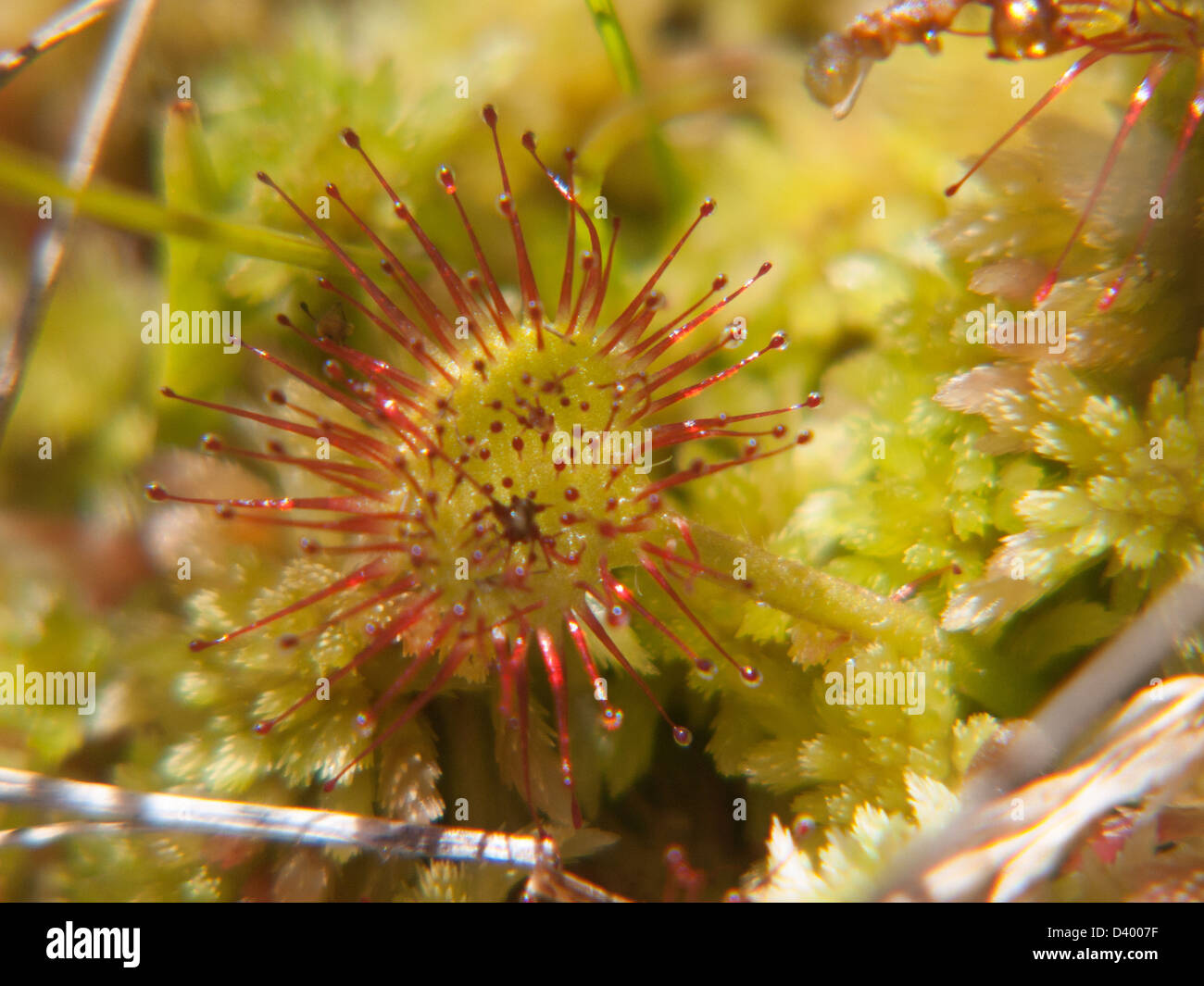 Flores carnivoras fotografías e imágenes de alta resolución - Alamy Flores carnivoras fotografías e imágenes de alta resolución - Alamy
