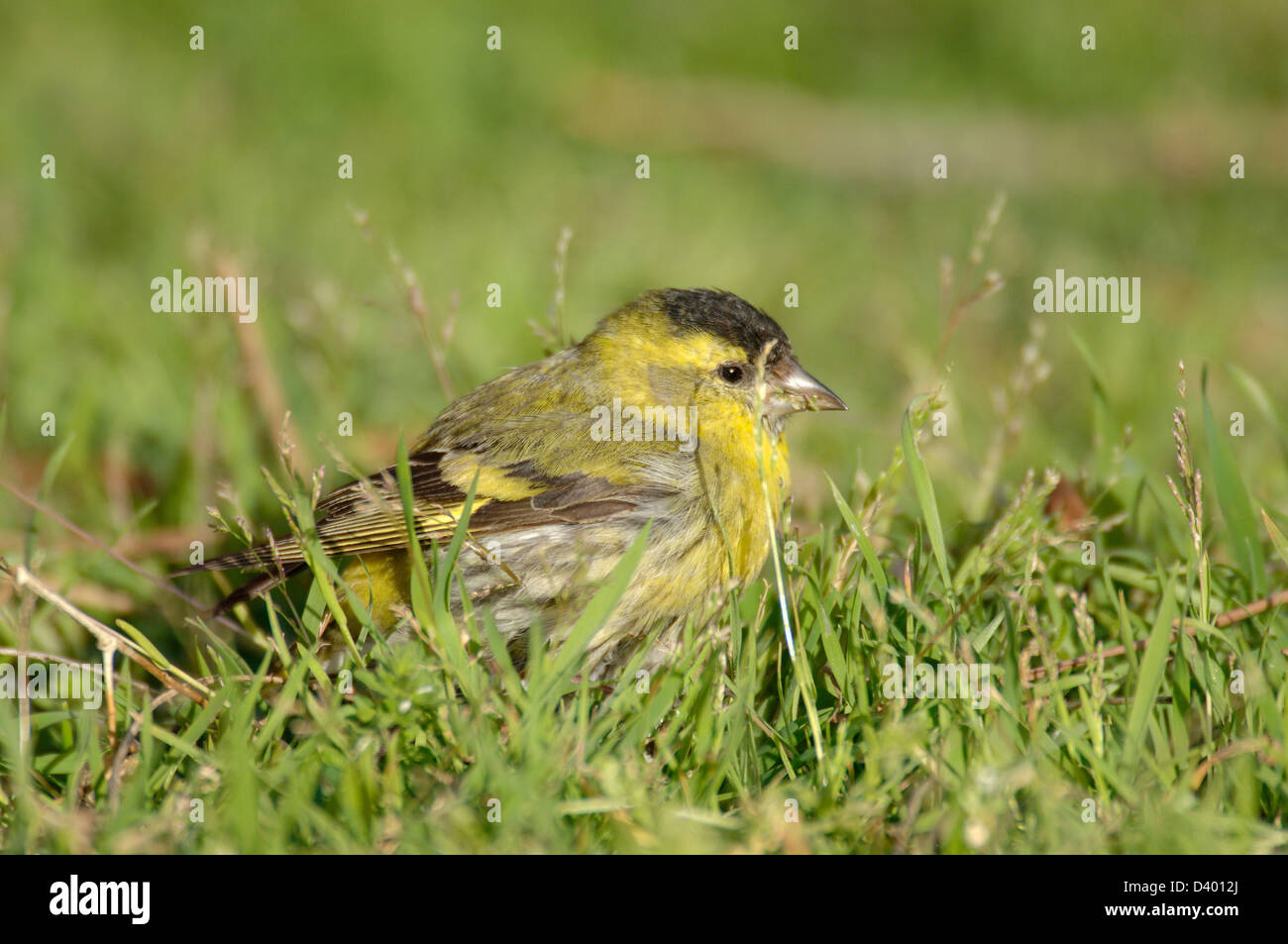 Italia Isla de Montecristo Siskin, Carduelis spinus Parque Nacional Archipiélago toscano Foto de stock