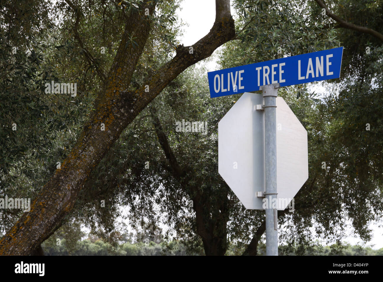 Árboles centenarios en Olive Tree Lane en Davis, California Foto de stock