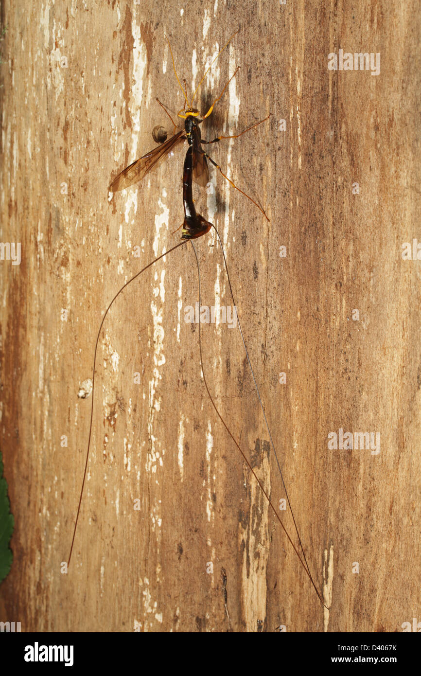 La mangosta egipcia gigante avispa hembra (Megarhyssa atrata) tiene el