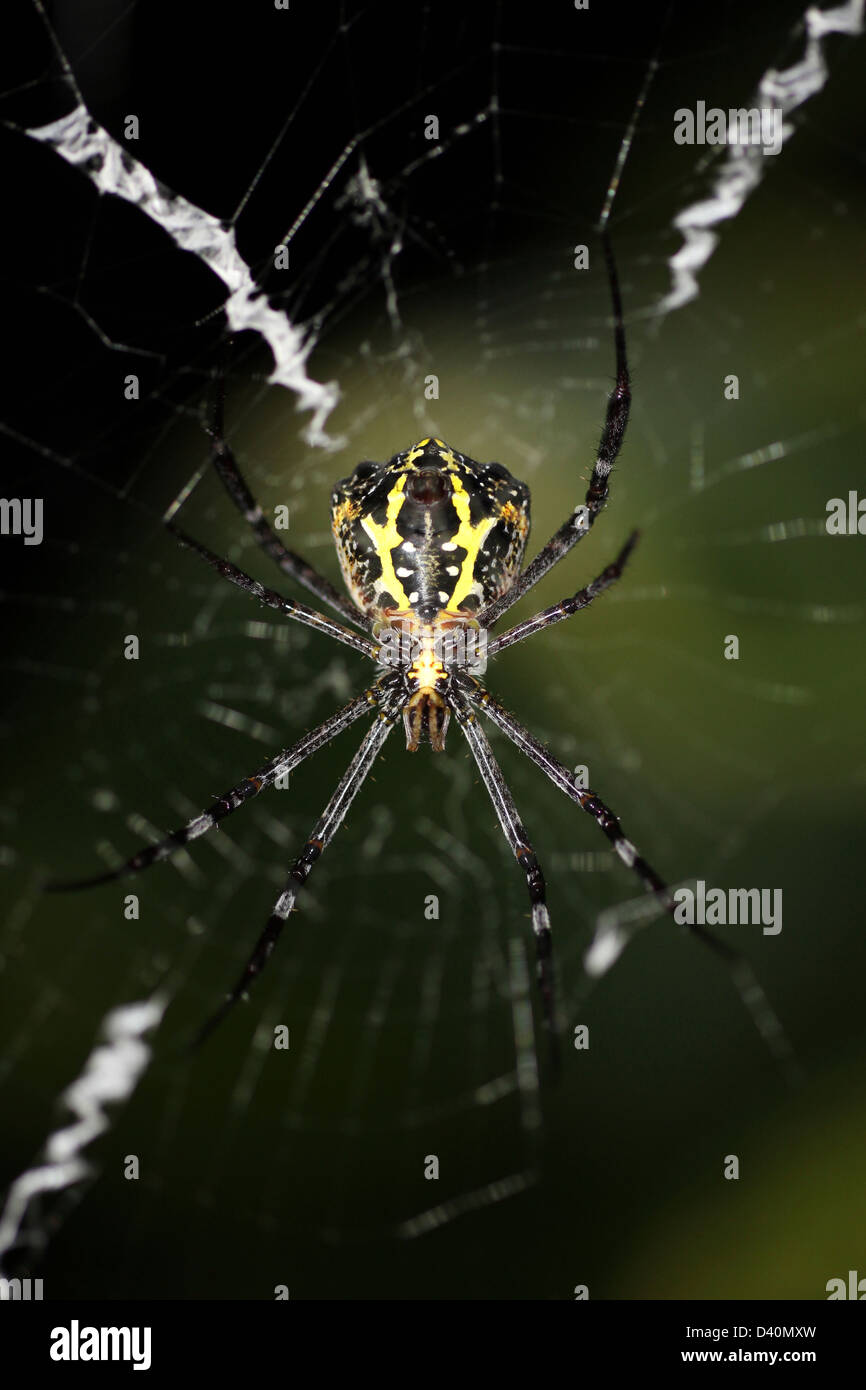 La firma araña Argiope sp. Fotografiado en la noche Foto de stock