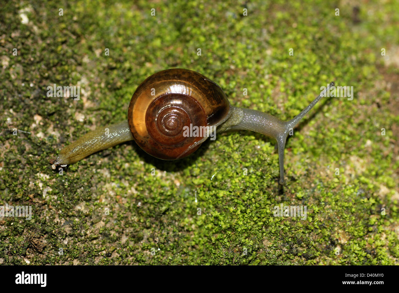 Un caracol en Moss, Sri Lanka Foto de stock