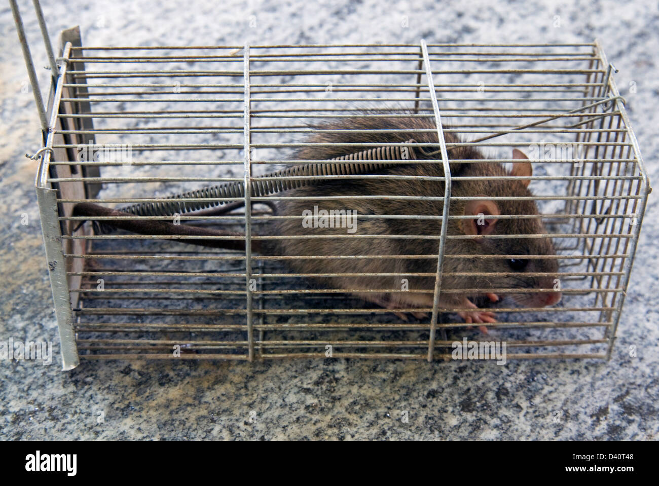 Ratones atrapados en una jaula de trampa. dentro de trampas para ratas.