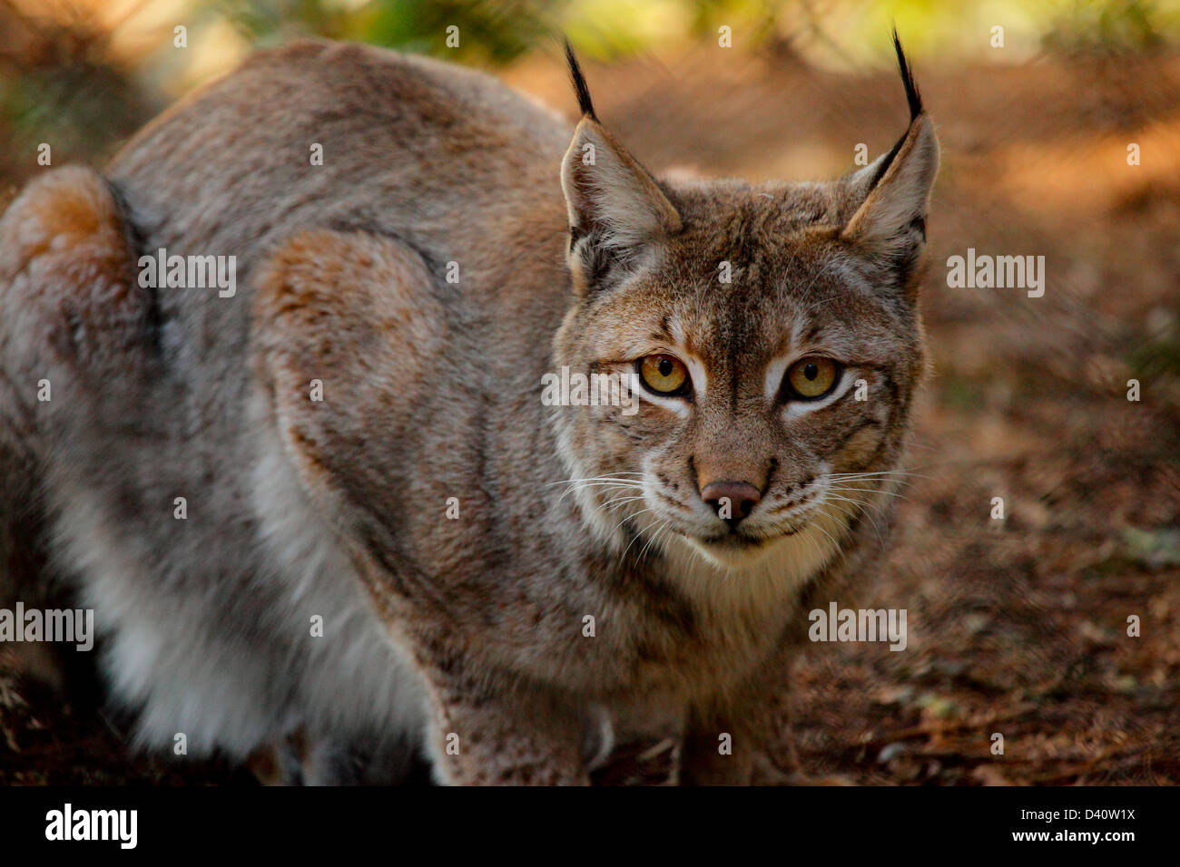 El lince eurásico (Lynx lynx) Foto de stock