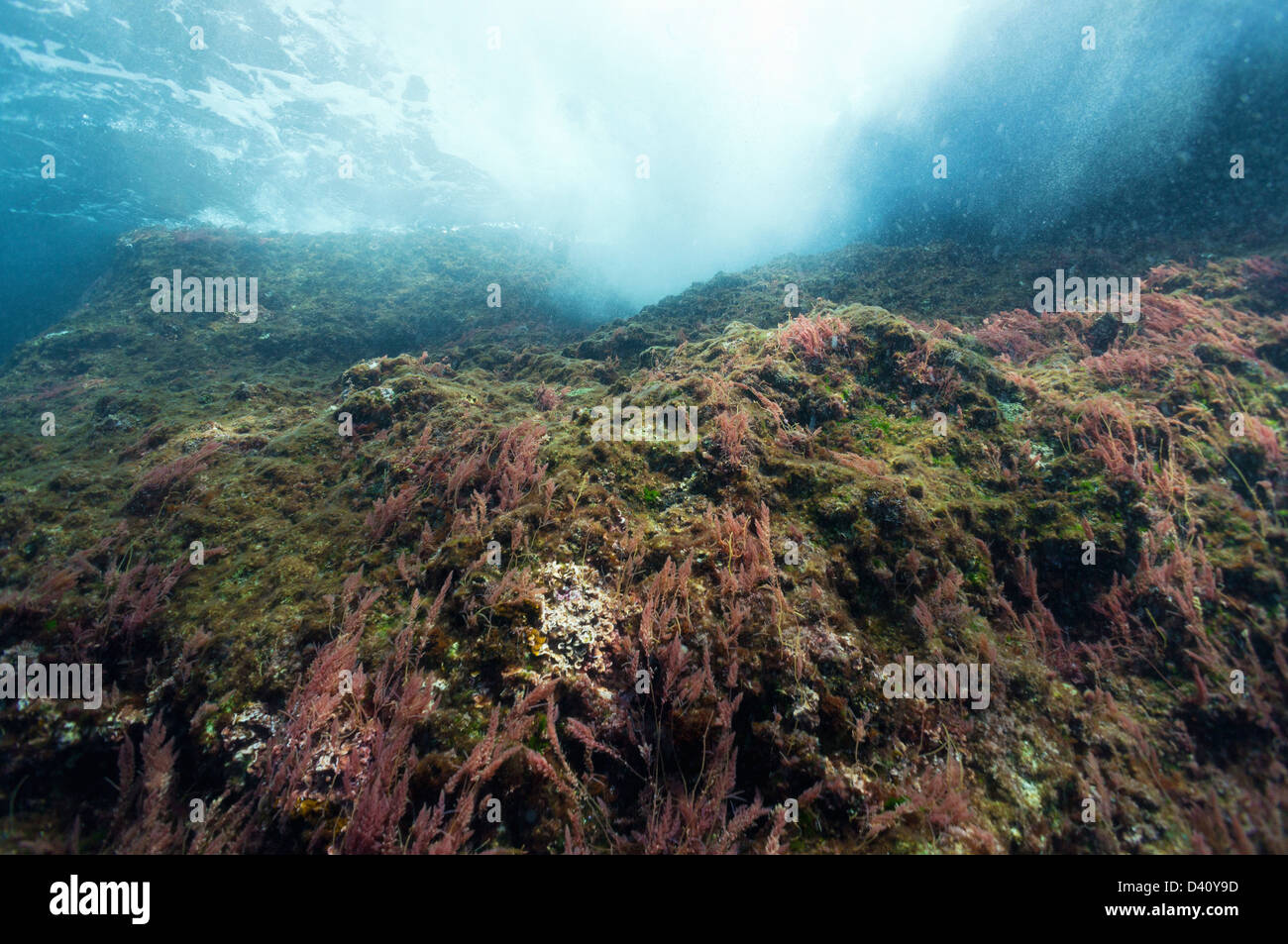 Las algas en las rocas cerca de la superficie del mar, vista submarina, Europa Foto de stock