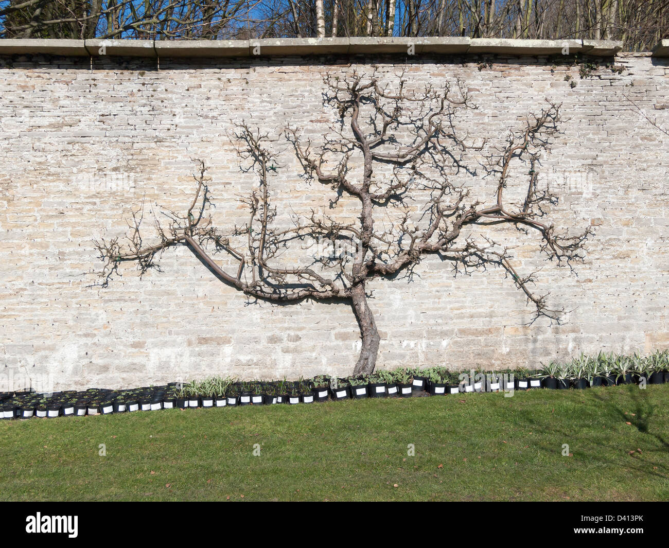 Un árbol frutal tutorado sobre una pared de piedra orientada al sur en la primavera temprana en Eggleston CO. Durham Foto de stock