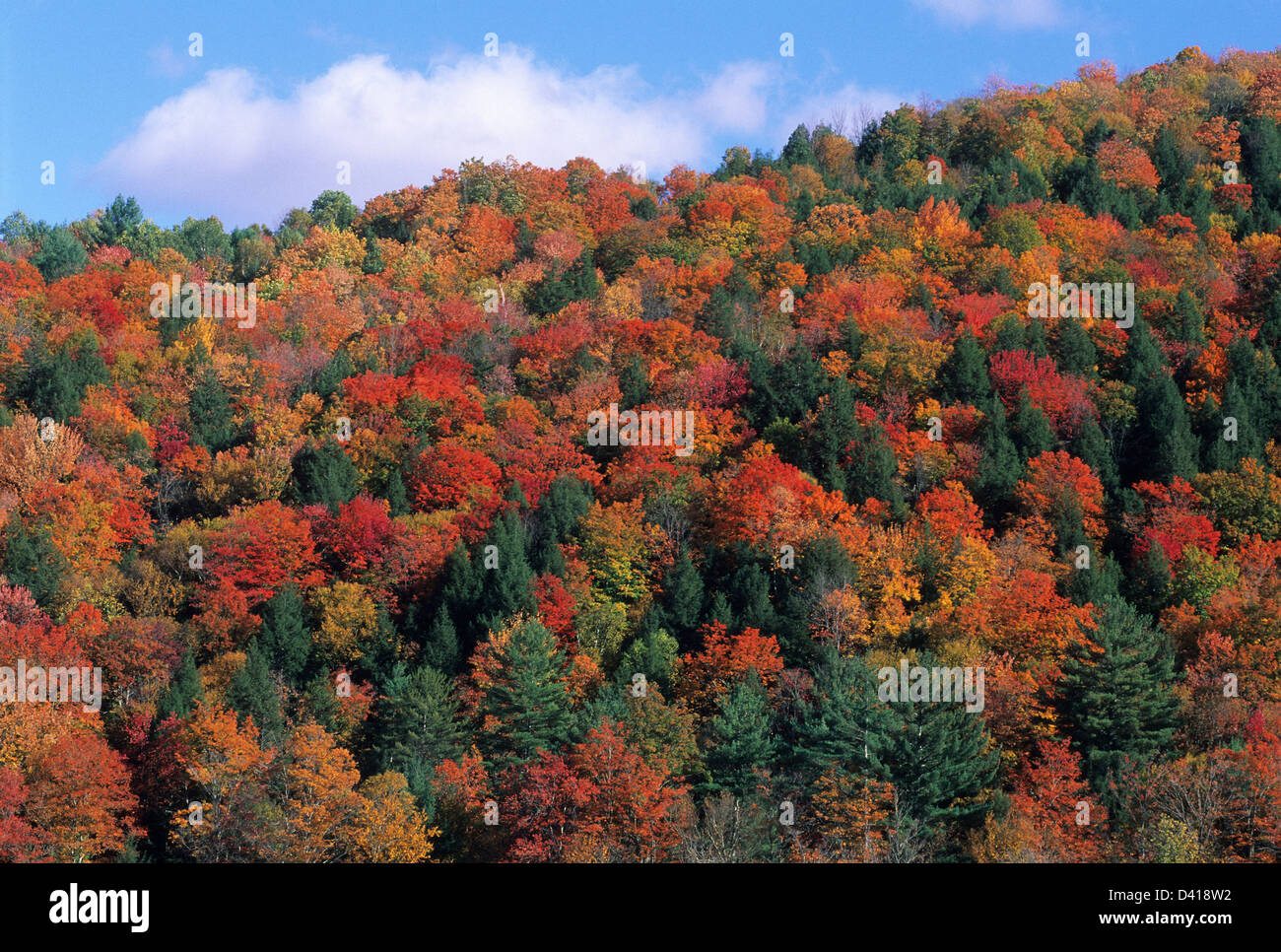 Elk280-1089 Vermont, Vermont, este otoño el follaje a lo largo de carretera rural Foto de stock