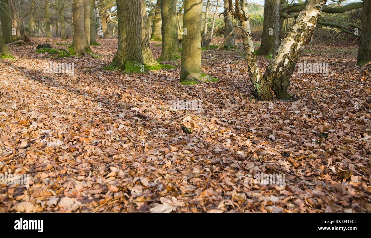 Las hojas caídas que forman la capa de hojarasca en el suelo del bosque caducifolio en invierno, en Suffolk, Inglaterra Foto de stock