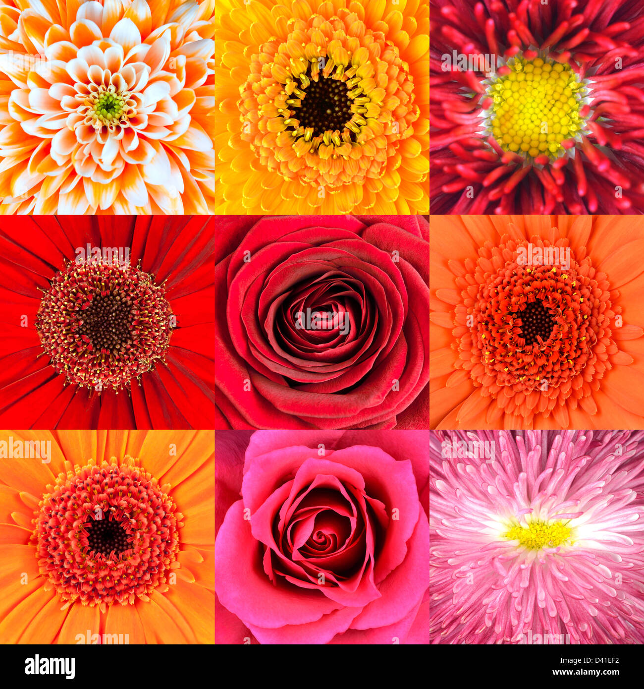 Caléndula colorida con rosa roja fotografías e imágenes de alta resolución  - Alamy