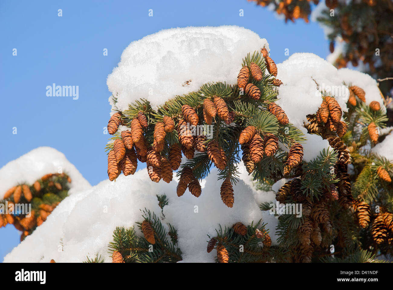 La nieve ha cubierto con ramas de abeto strobiles Foto de stock