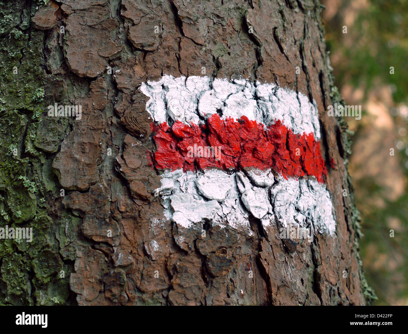 Raya blanca y roja trail signo pintado en corteza de árbol Foto de stock