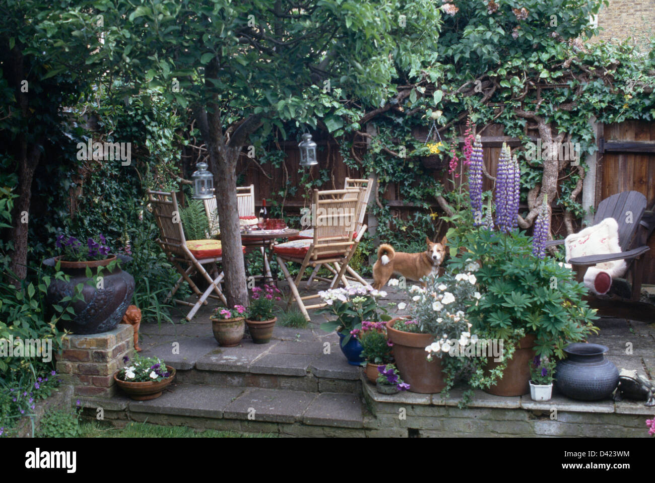 Casa jardín con plantas con flores en macetas y altramuz azul en el patio  con un pequeño perro junto a sillas de bambú y mesa de madera Fotografía de  stock - Alamy