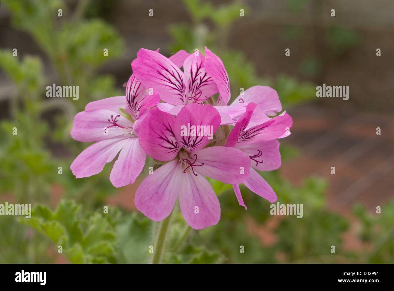 Geranio rosa fotografías e imágenes de alta resolución - Alamy