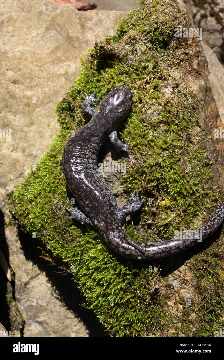 Streamside salamandra en moss anfibio de Ohio Foto de stock