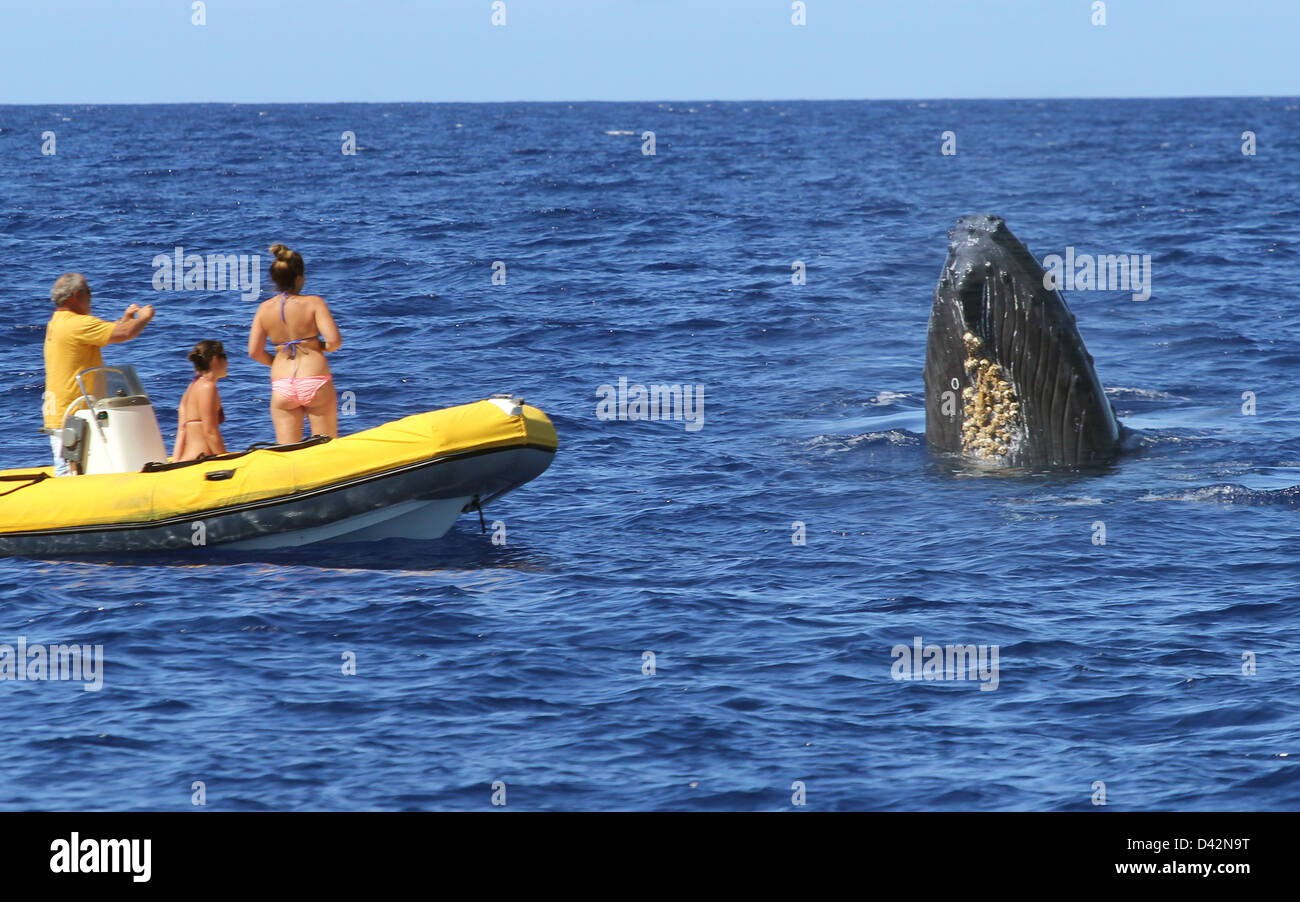 Ballena Jorobada excursión en barco de la Isla Grande de Hawaii océano pacífico tours turísticos viendo Foto de stock
