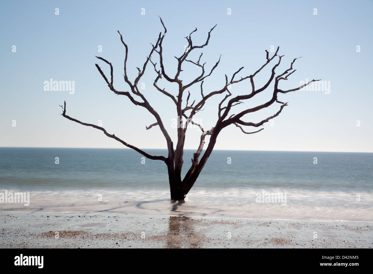 A veces no se puede 'bloom donde se plantan'! Live Oak Tree se encuentra en el océano debido a la erosión de las playas Foto de stock