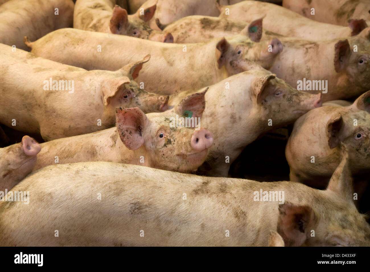 Criadero de cerdos fotografías e imágenes de alta resolución - Alamy