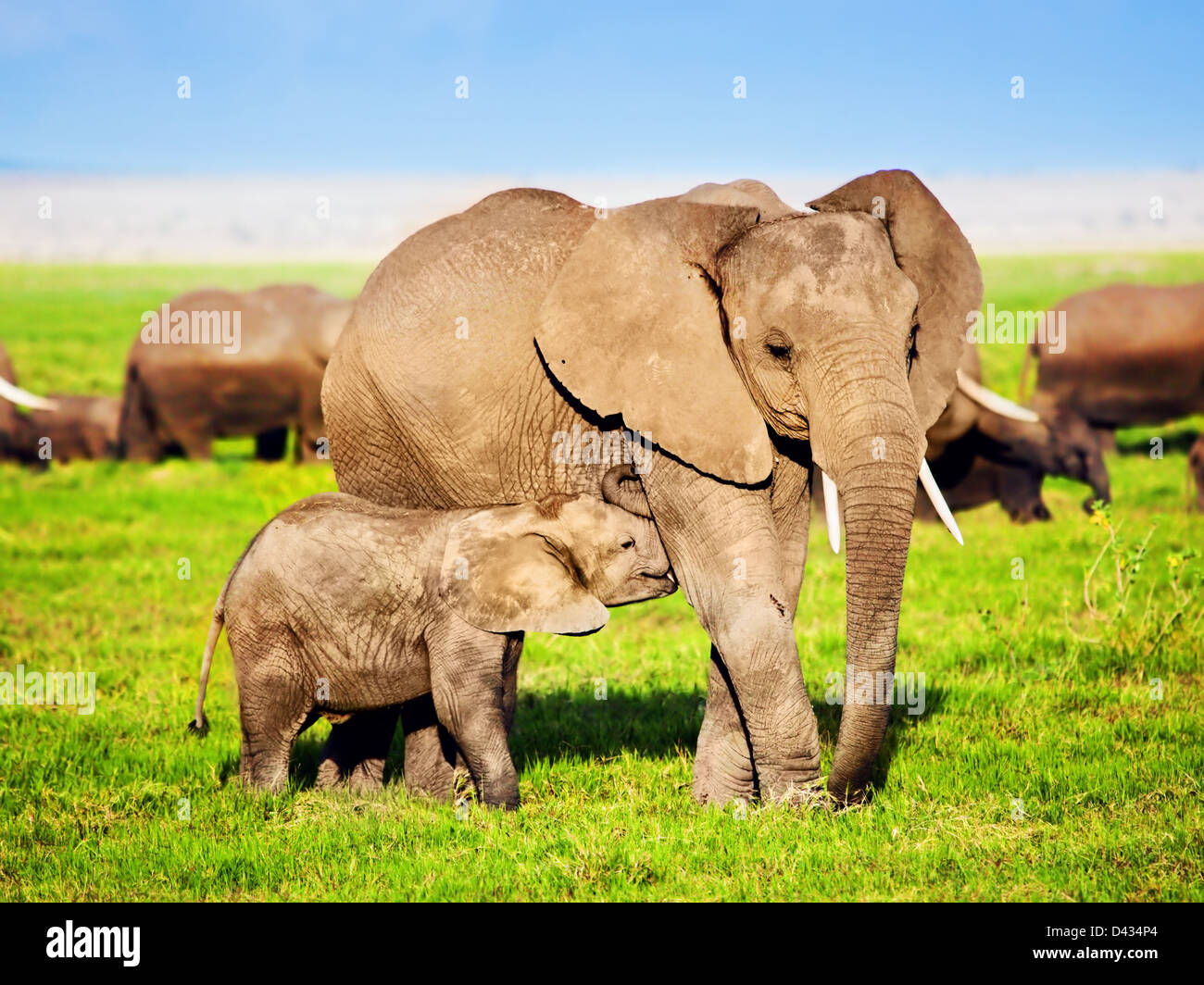 La madre y el bebé elefante africano elefante en el Parque Nacional Amboseli, Kenia, África (Loxodonta africana) Foto de stock